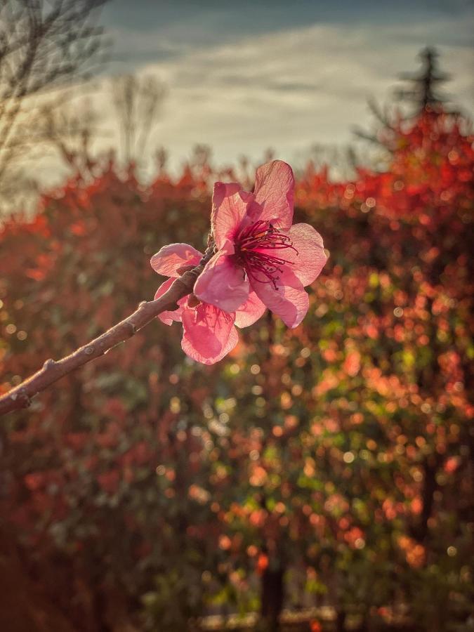Residenza Il Fiore Bergamo Bagian luar foto